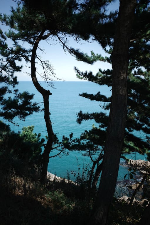 松林间隙望海