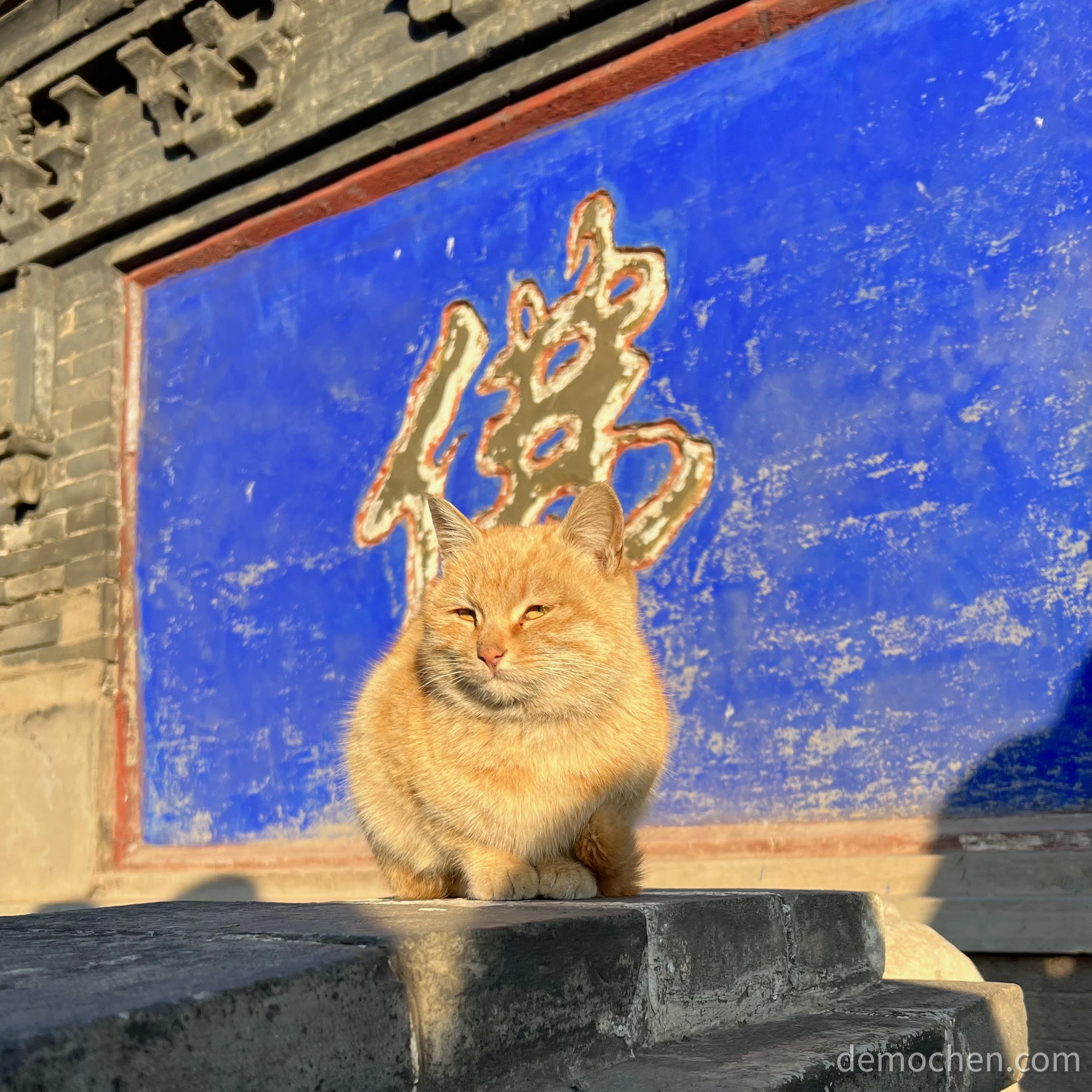 信佛的猫咪